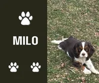 Milo, a male Cavalier King Charles Spaniel for sale in New Vienna, OH – Photo 1 of 9
