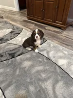 Milo, a male Cavalier King Charles Spaniel for sale in New Vienna, OH – Photo 2 of 8