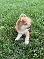 Cooper, a male Shiba Inu for sale in New Vienna, OH – 3 of 5