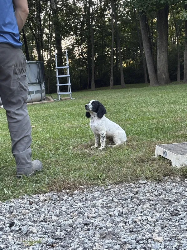 Ruger – English Cocker Spaniel puppy for sale in New Vienna, OH