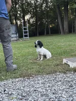 Ruger, a male English Cocker Spaniel for sale in New Vienna, OH – 1 of 8