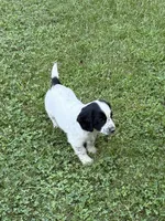 Ruger, a male English Cocker Spaniel for sale in New Vienna, OH – 3 of 5