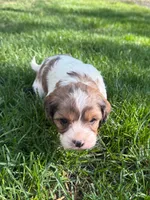 Apollo, a male Cavapoo for sale in New Vienna, OH – 4 of 4