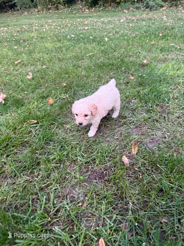 Lulu – Poodle - Miniature  puppy for sale in New Vienna, OH