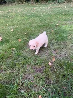 Lulu, a female Poodle - Miniature  for sale in New Vienna, OH – 1 of 4