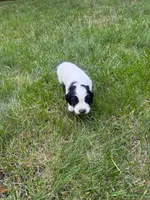 Ruger, a male English Cocker Spaniel for sale in New Vienna, OH – 3 of 6
