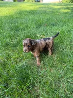 June, a female Miniature Goldendoodle for sale in New Vienna, OH – 2 of 10