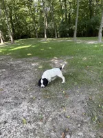 Ruger, a male English Cocker Spaniel for sale in New Vienna, OH – 5 of 5