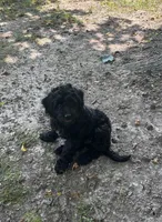 Jade, a female Miniature Goldendoodle for sale in New Vienna, OH – 5 of 5