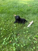 Jack, a male Miniature Goldendoodle for sale in New Vienna, OH – 4 of 8