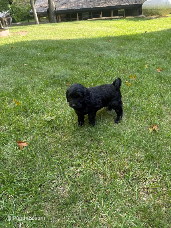 Jade – Miniature Goldendoodle puppy for sale in New Vienna, OH