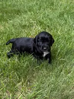 Athena, a female English Cocker Spaniel for sale in New Vienna, OH – 5 of 6