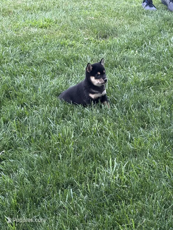 Pepper – Shiba Inu puppy for sale in New Vienna, OH