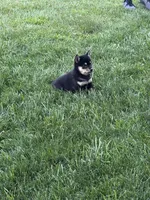 Pepper, a male Shiba Inu for sale in New Vienna, OH – 1 of 4
