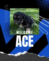 Ace, a male Cavapoo for sale in New Vienna, OH – 1 of 3