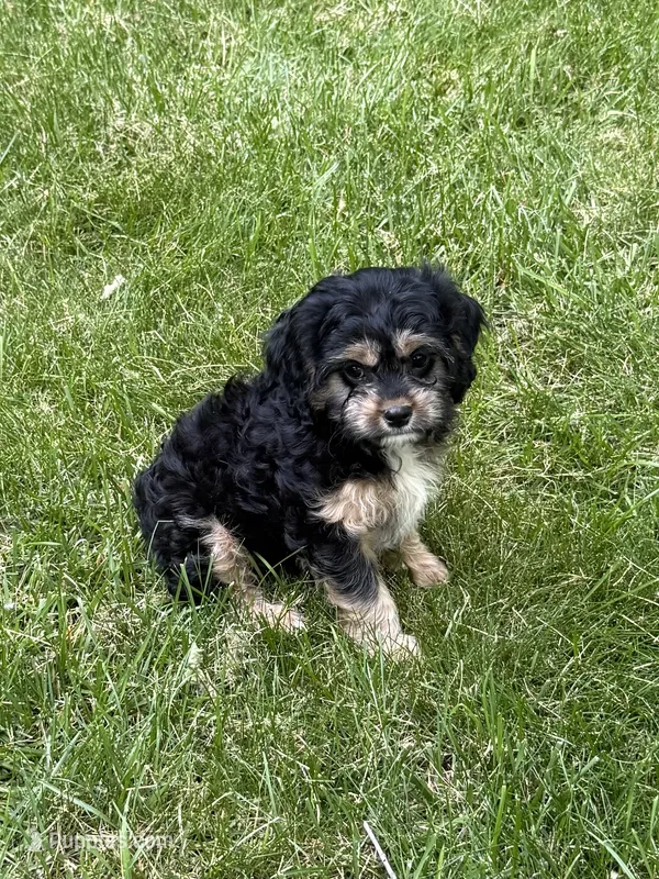 Ace – Cavapoo puppy for sale in New Vienna, OH