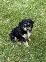 Ace, a male Cavapoo for sale in New Vienna, OH – 5 of 7