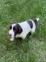 Zeus, a male English Cocker Spaniel for sale in New Vienna, OH – 5 of 9