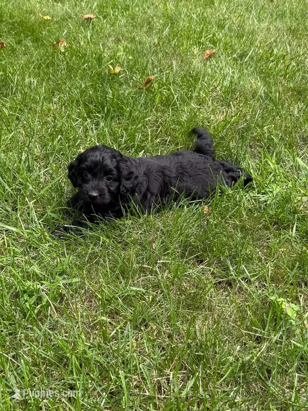 Jack – Miniature Goldendoodle puppy for sale in New Vienna, OH