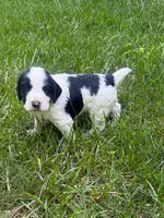 Rambo, a male English Cocker Spaniel for sale in New Vienna, OH – 9 of 9
