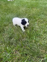 Ruger, a male English Cocker Spaniel for sale in New Vienna, OH – 4 of 6