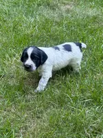 Jett, a male English Cocker Spaniel for sale in New Vienna, OH – 6 of 8