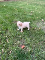 Lulu, a female Poodle - Miniature  for sale in New Vienna, OH – 3 of 4