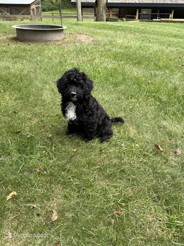 Jasper – Miniature Goldendoodle puppy for sale in New Vienna, OH