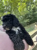 Jasper, a male Miniature Goldendoodle for sale in New Vienna, OH – 2 of 4