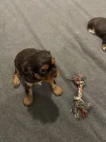 Maple, a female Cavalier King Charles Spaniel for sale in New Vienna, OH – Photo 3 of 6