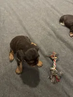 Maple, a female Cavalier King Charles Spaniel for sale in New Vienna, OH – Photo 5 of 6