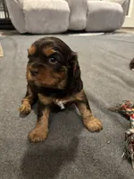 Maple, a female Cavalier King Charles Spaniel for sale in New Vienna, OH – Photo 4 of 6