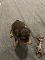 Maple, a female Cavalier King Charles Spaniel for sale in New Vienna, OH – Photo 6 of 6