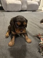 Maple, a female Cavalier King Charles Spaniel for sale in New Vienna, OH – Photo 1 of 6