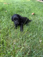 Jack, a male Miniature Goldendoodle for sale in New Vienna, OH – 5 of 8