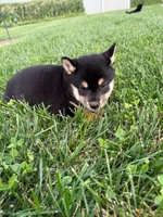 Pepper, a male Shiba Inu for sale in New Vienna, OH – 3 of 4