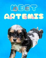 Artemis, a male Cavapoo for sale in New Vienna, OH – 5 of 5