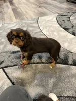 Millie, a female Cavalier King Charles Spaniel for sale in New Vienna, OH – Photo 3 of 3