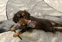 Millie, a female Cavalier King Charles Spaniel for sale in New Vienna, OH – Photo 2 of 3