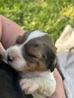 Apollo, a male Cavapoo for sale in New Vienna, OH – 2 of 4