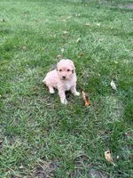 Jax, a male Poodle - Miniature  for sale in New Vienna, OH – 3 of 5