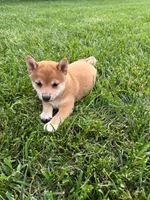 Cooper, a male Shiba Inu for sale in New Vienna, OH – 2 of 5