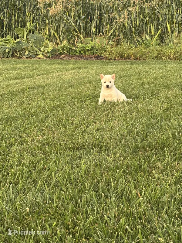 Penny – Shiba Inu puppy for sale in New Vienna, OH