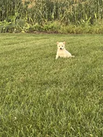 Penny, a female Shiba Inu for sale in New Vienna, OH – 1 of 4