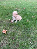 Jax, a male Poodle - Miniature  for sale in New Vienna, OH – 2 of 5