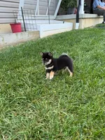 Bruno, a male Shiba Inu for sale in New Vienna, OH – 4 of 4