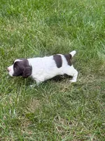 Zeus, a male English Cocker Spaniel for sale in New Vienna, OH – 3 of 9