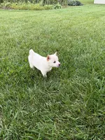 Penny, a female Shiba Inu for sale in New Vienna, OH – 4 of 4