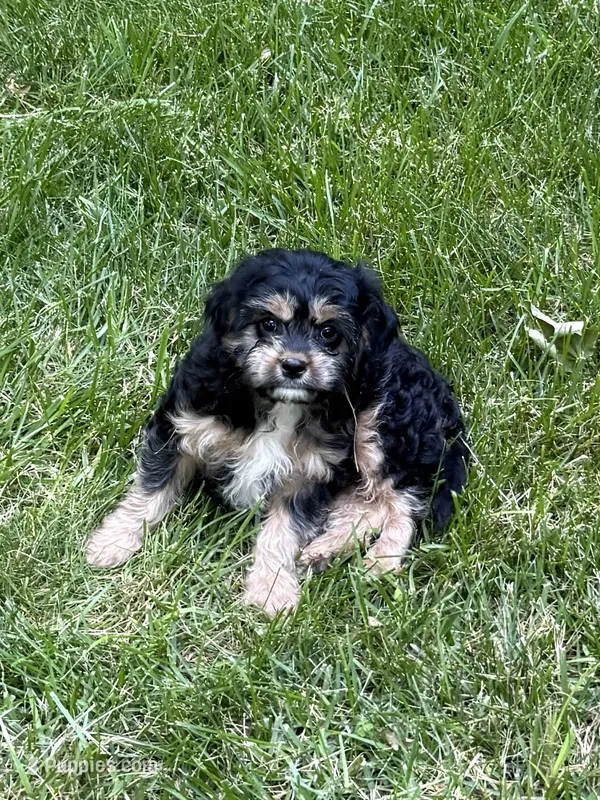 Ace – Cavapoo puppy for sale in New Vienna, OH