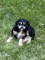 Ace, a male Cavapoo for sale in New Vienna, OH – 7 of 7